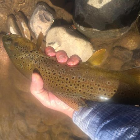 Bayfield Tentrr Signature Site - Los Pinos River Camp מראה חיצוני תמונה